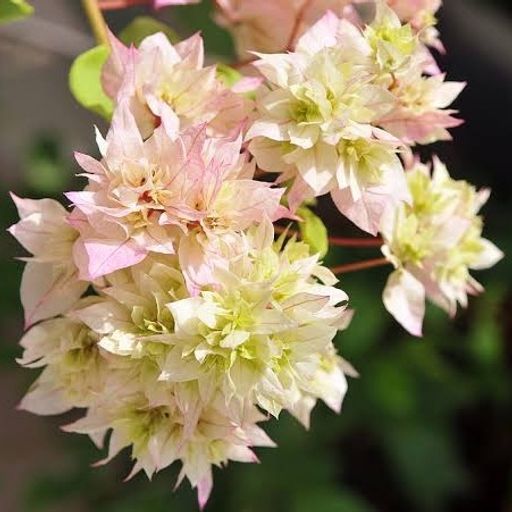 Cherry Blossom (Hybrid Bougainvillea)
