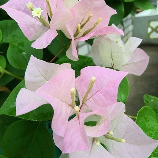 Salute (Hybrid Bougainvillea)