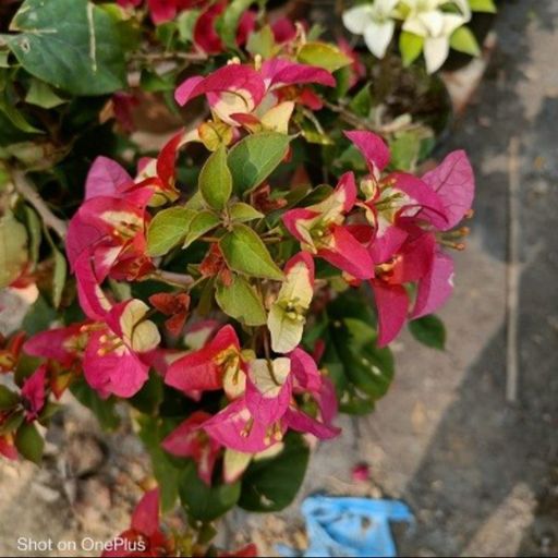 3 Star (Hybrid Bougainvillea)