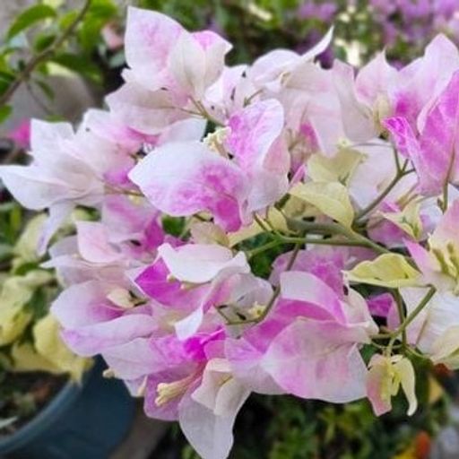 Chitra Batik (Hybrid Bougainvillea)