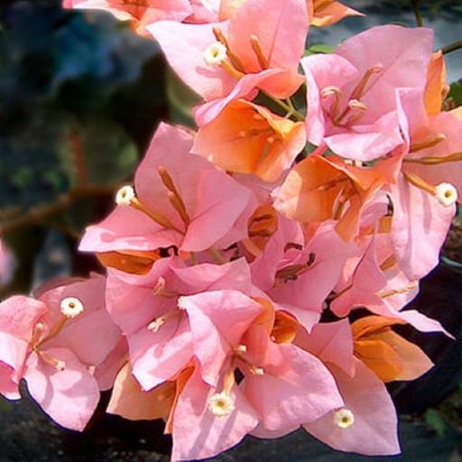 Huge Evans  (Hybrid Bougainvillea)