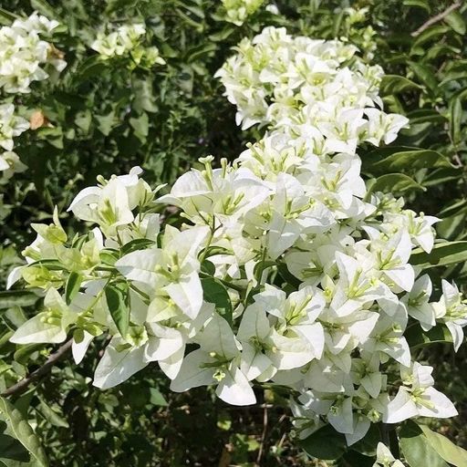 White Glabra  (Hybrid Bougainvillea)