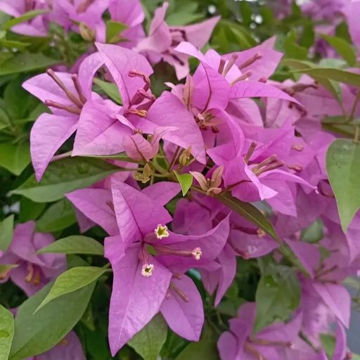 Purple Glabra  (Hybrid Bougainvillea)