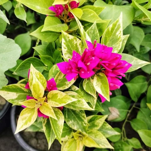 21 Jewels Pink Variegated  (Hybrid Bougainvillea)