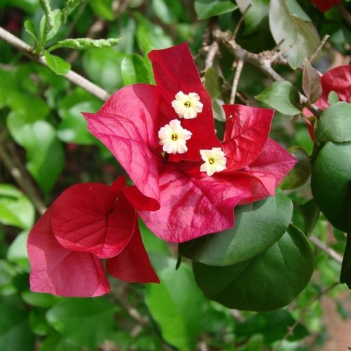 Thai Rani  (Hybrid Bougainvillea)