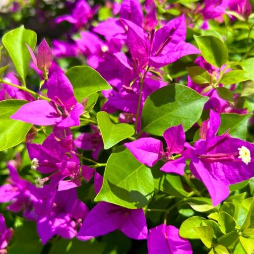 Pink Beauty  (Hybrid Bougainvillea)