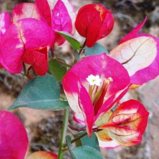Chitra  (Hybrid Bougainvillea)