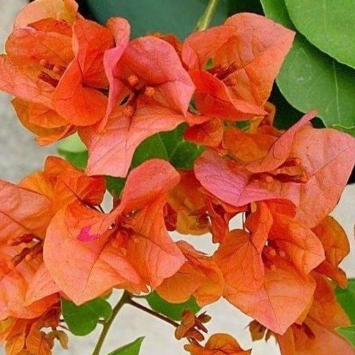 Orange King  (Hybrid Bougainvillea)