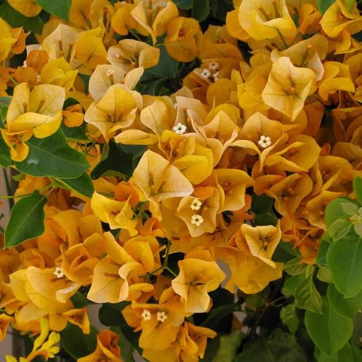 California Gold  (Hybrid Bougainvillea)