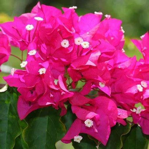 Mira  (Hybrid Bougainvillea)