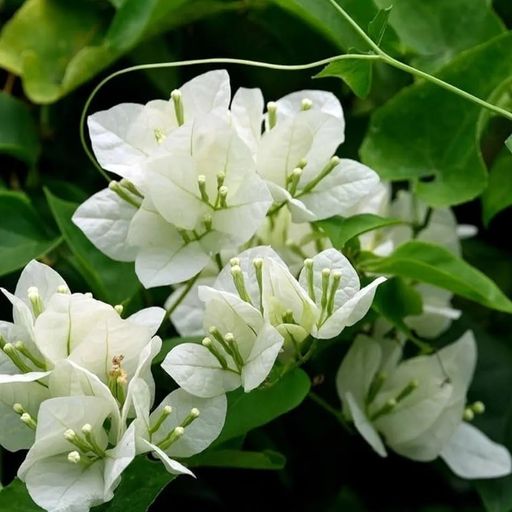 Shubra  (Hybrid Bougainvillea)