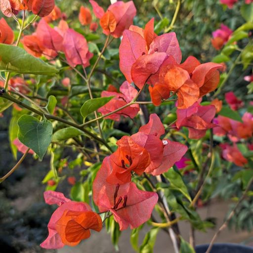 Zakirana  (Hybrid Bougainvillea)
