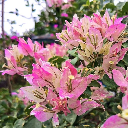 Butterfly Splash  (Hybrid Bougainvillea)