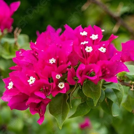 Veera Pink  (Hybrid Bougainvillea)