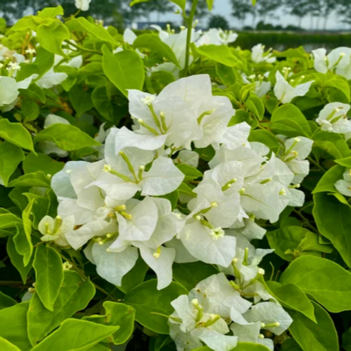 Veera White  (Hybrid Bougainvillea)