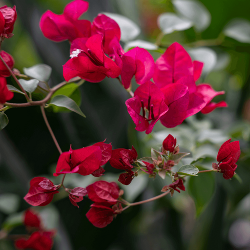 Masouri Pink  (Hybrid Bougainvillea)