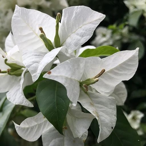 Green Apple  (Hybrid Bougainvillea)