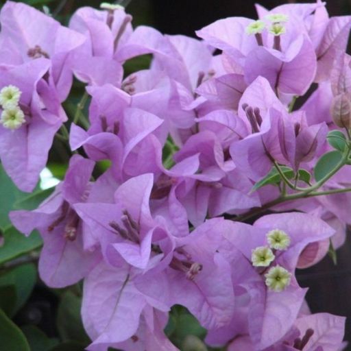 H.B Singh (Hybrid Bougainvillea)