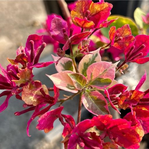 Variegated Chitra  (Hybrid Bougainvillea)