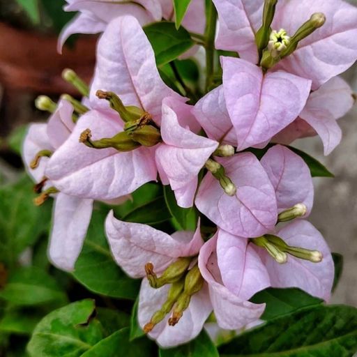 Formosa Lilac  (Hybrid Bougainvillea)