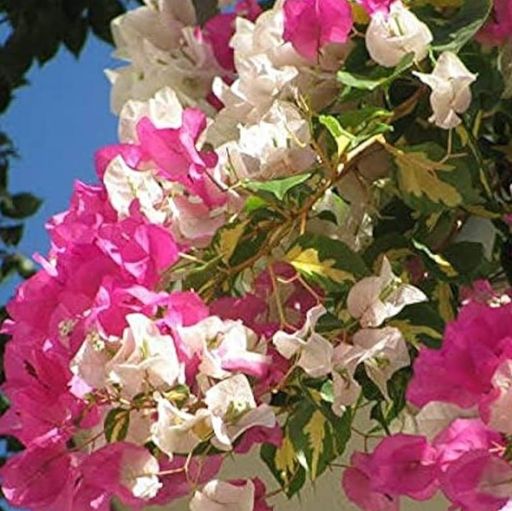 Thima Pink  (Hybrid Bougainvillea)