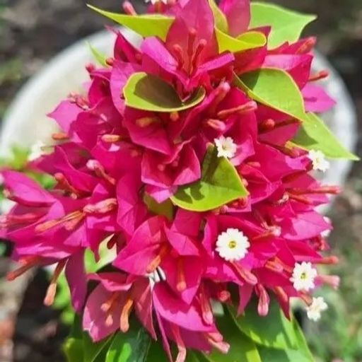 21 Jewels Pink  (Hybrid Bougainvillea)