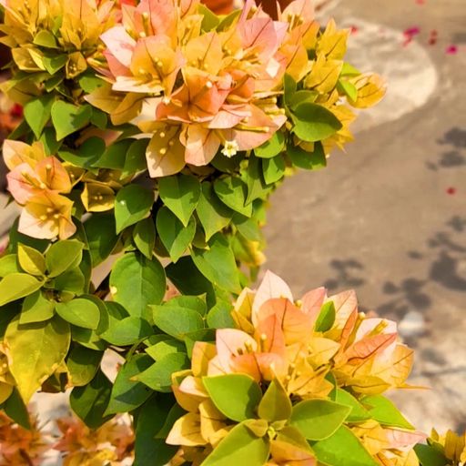 21 Jewels Yellow  (Hybrid Bougainvillea)