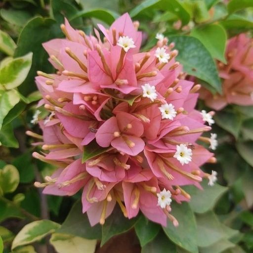21 Jewels Peach (Hybrid Bougainvillea)