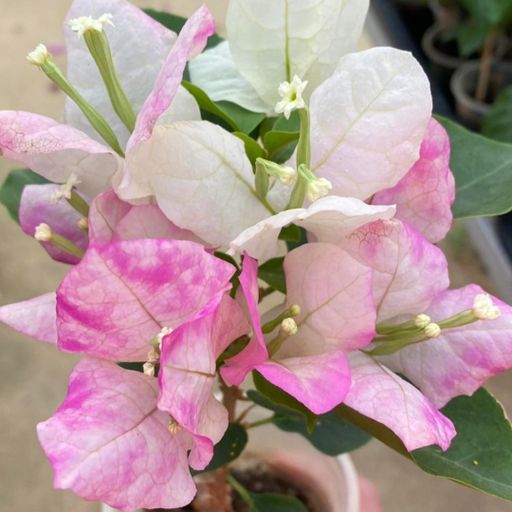 Silver Leaf Thai Delight  (Hybrid Bougainvillea)