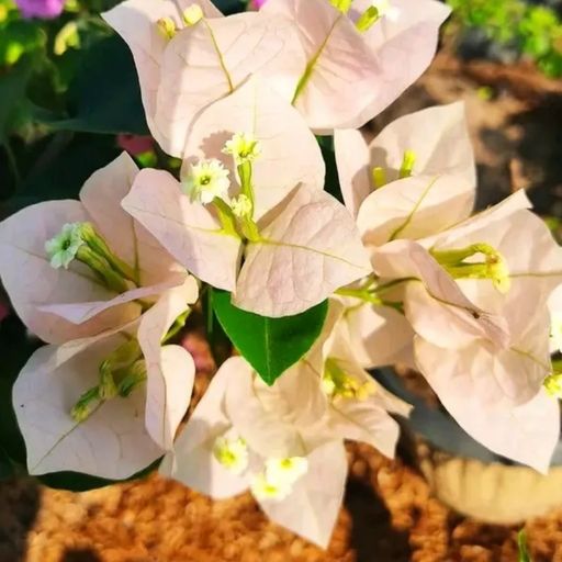 Chitra Cream  (Hybrid Bougainvillea)