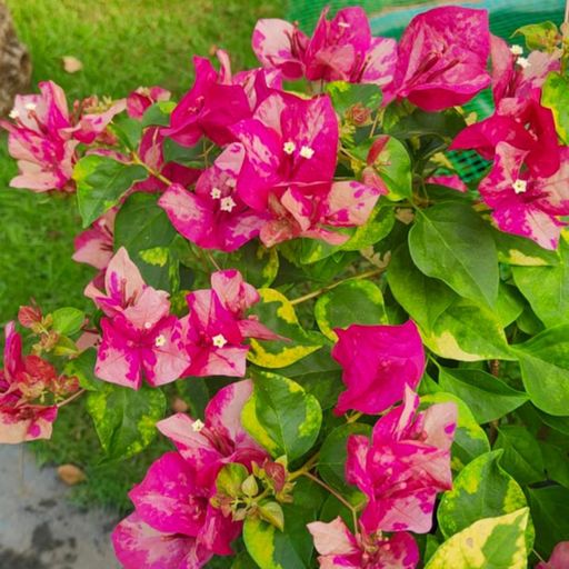Red September  (Hybrid Bougainvillea)