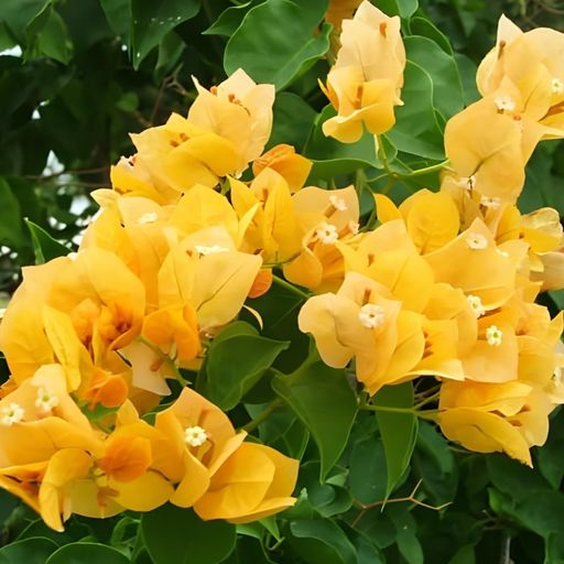 Yellow Monalisa  (Hybrid Bougainvillea)