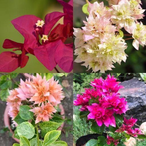 Bougainvillea Bumper Combo (4 Plants)