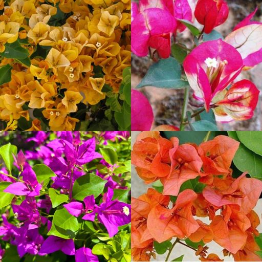Bougainvillea Beauty Combo ( 4 Plants)