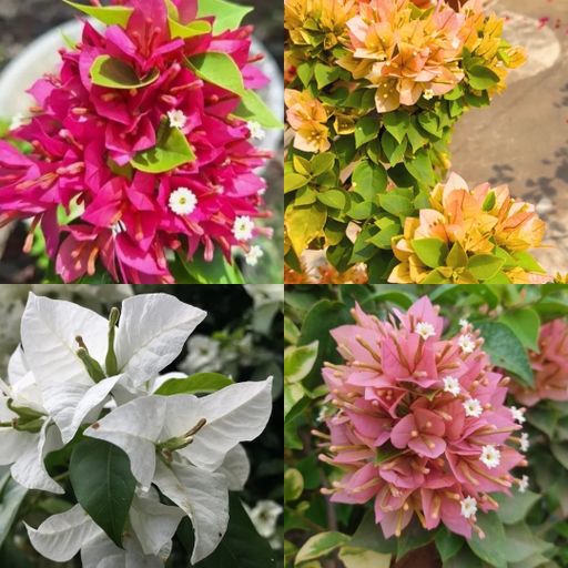 Bougainvillea Sweet Combo (4 Plants)