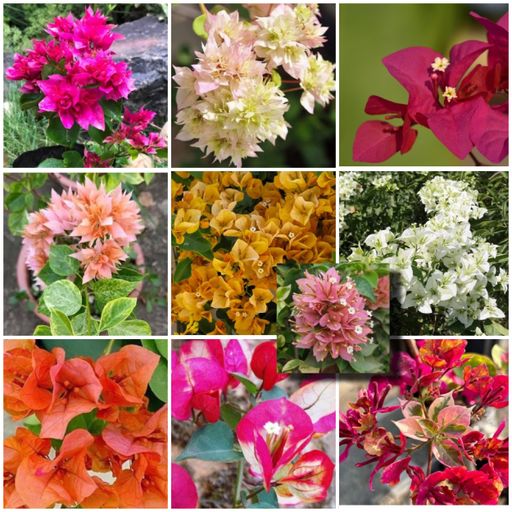 Bougainvillea Lovers Combo (10 Plants)