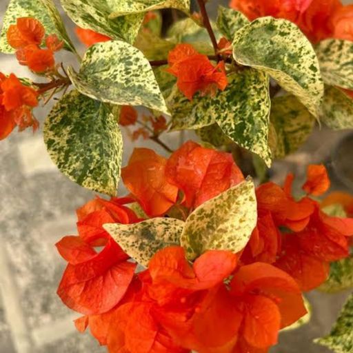 Orange Glow (Hybrid Bougainvillea)