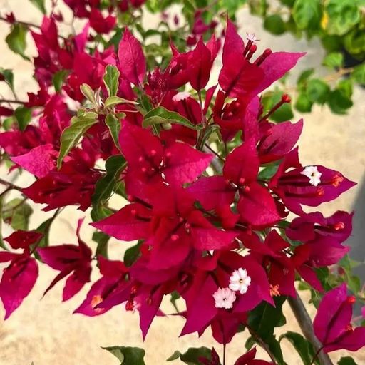 Red Butterfly (Hybrid Bougainvillea)