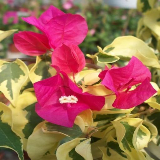 Red Wonder (Hybrid Bougainvillea)