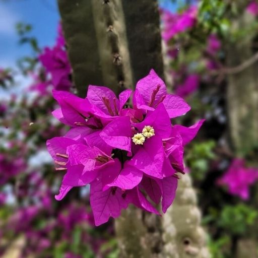 Formosa (Hybrid Bougainvillea)