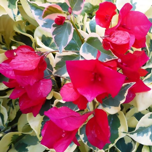 Dr. Rao (Hybrid Bougainvillea)