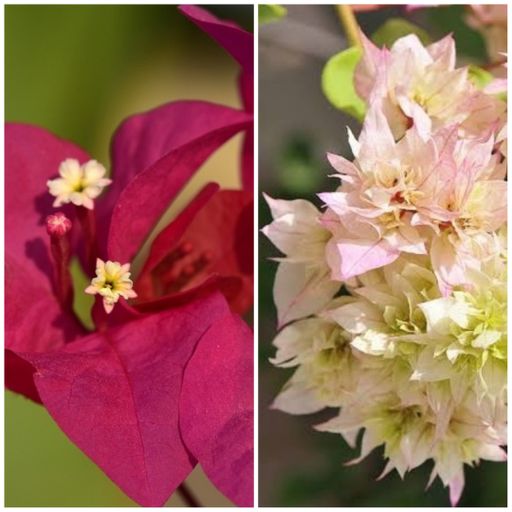 Bougainvillea A1 Combo (2 Plants)