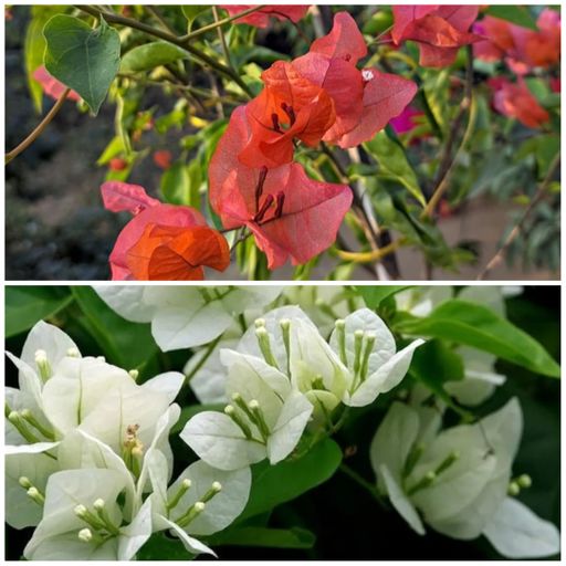 Bougainvillea A2 Combo ( 2 Plants)