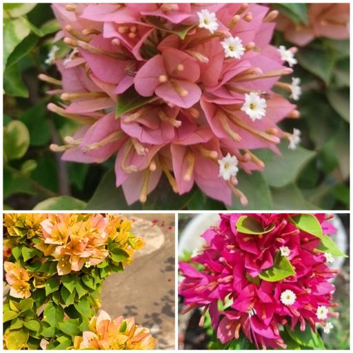 Bougainvillea A3 Combo (3 Plants)