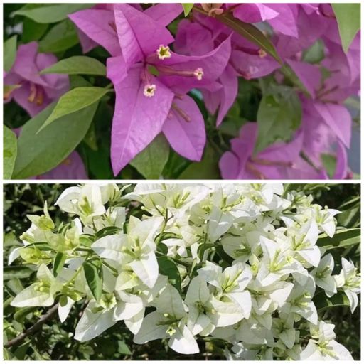 Bougainvillea A5 Combo ( 2 Plants)