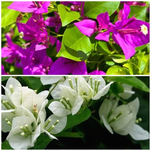 Bougainvillea A6 Combo (2 Plants)