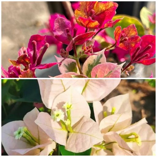 Bougainvillea A7 Combo (2 Plants)