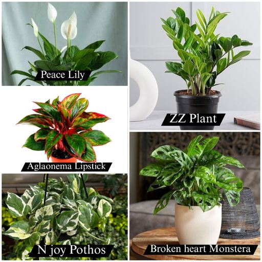 24 hours oxygen (5 Plant combo)