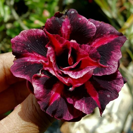 Grafted Adenium (978)