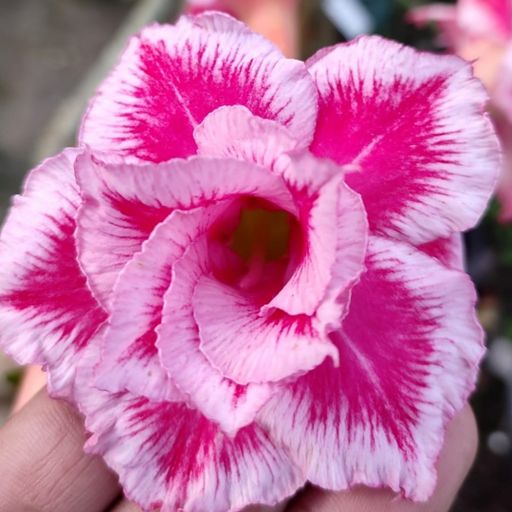 Grafted Adenium (232)